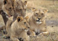 <center>
Bien qu'en règle générale elles organisent la chasse et<br>
tuent la proie, les femelles doivent attendre sagement que<br>
le lion soit repu pour enfin approcher et prendre part au festin. femelles lionnes tanzanie 